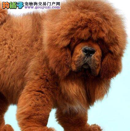 如何给藏獒合理的搭配饮食