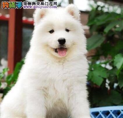 藏獒这几天有点感冒应如何治疗