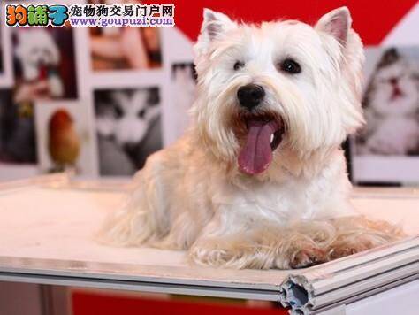 怎样快速解决西高地严重偏食的问题