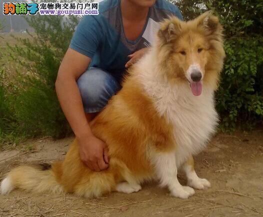陪伴对于苏格兰牧羊犬来说是最长情的告白