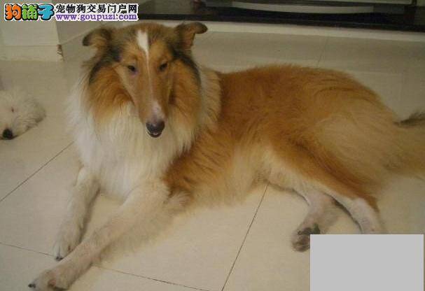 苏格兰牧羊犬鼻子有点发热是为什么