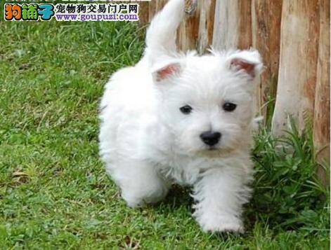 西高地不吃狗粮，什么都不吃了应怎么办