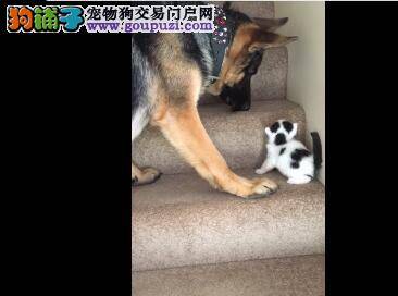 德国狼犬变猫咪保镖兼保姆 温馨又幸福