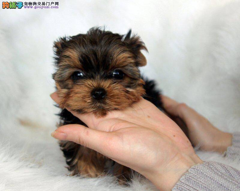 约克夏吃很多东西也不长肉是为什么