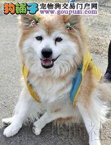 日本一杂交公狗活了26岁，被认定为世界最长寿的狗