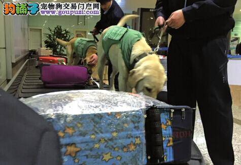 检疫犬本领大 个个都有真功夫