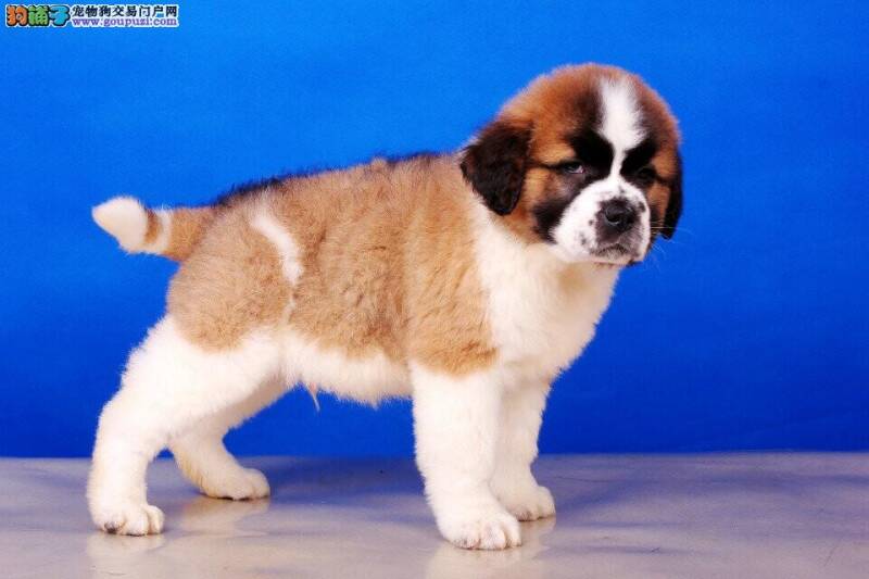 圣伯纳犬最近总便血是怎么回事