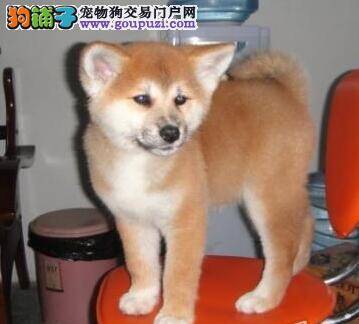 秋田犬打针后起了一个包如何消肿