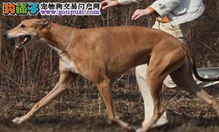 饲养大百科 怎样给格力犬做驱虫