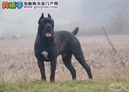 增加自信心 怎样培养卡斯罗犬的勇敢性