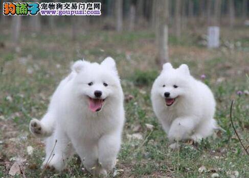 萨摩耶不吃东西，尿黄怎么办