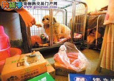 忠狗网吧门口苦等主人6年感动全国网友