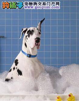 提高大丹犬的成活率 可从哪些方面入手