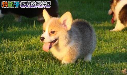 柯基犬最近有点便秘该怎么办