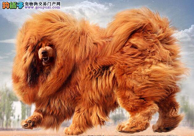 照顾病犬需精心 肠胃敏感的藏獒要如何饲养