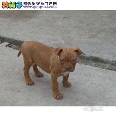 比特犬总吃大便怎么办