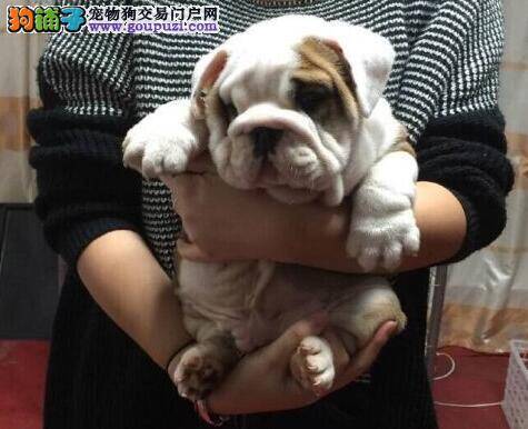 冬季给斗牛犬洗澡的好提议