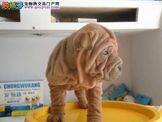 沙皮狗咬主人真的天理难容吗