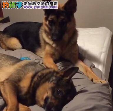 缉毒犬出马 突击搜寻省内各个戒毒场所