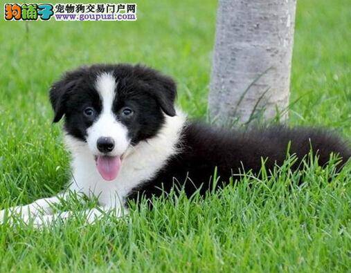 分享养犬常识 掌握处理边境牧羊犬消化不良的方法