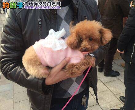 香港本地引进导盲犬明年三月将开始繁殖