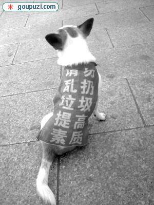 小狗披上标语以警醒路人保持环境卫生
