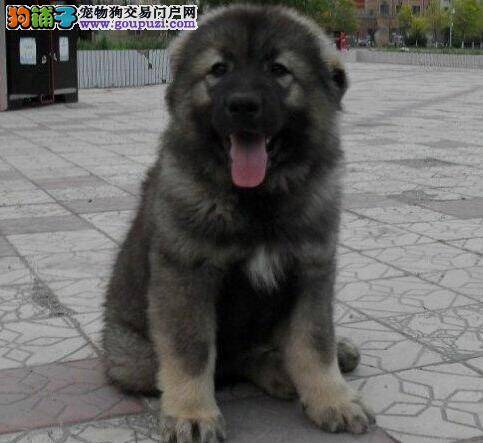 教你掌握纯种高加索犬的购买真经