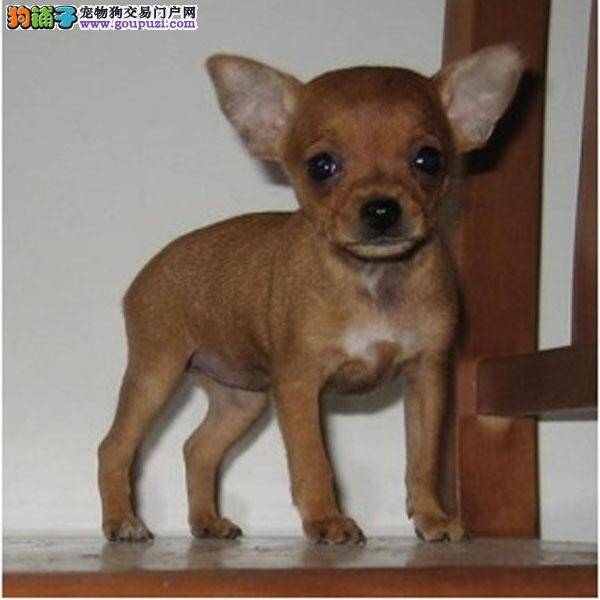 怎样给八个月的小鹿犬自制狗粮