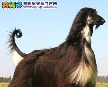 如何让“混世魔王”阿富汗猎犬变的乖巧可爱