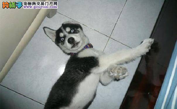 传说狗狗可以看到阿飘，这是真的吗？