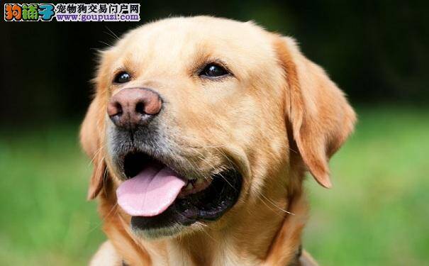 拉布拉多高龄犬表现症状 让拉拉更长寿