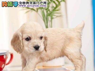 可卡犬患上犬瘟期间可以给它驱虫吗