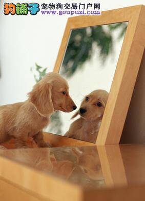 挑选健康金毛犬的方法 包你看了不后悔