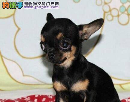吉娃娃剃毛后不停的抓痒应该怎么办