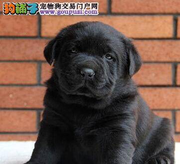 选购优秀的拉布拉多犬要遵守的原则