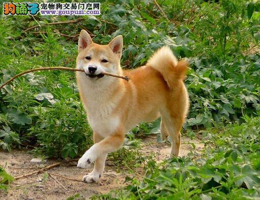 介绍日本柴犬8点外形特征