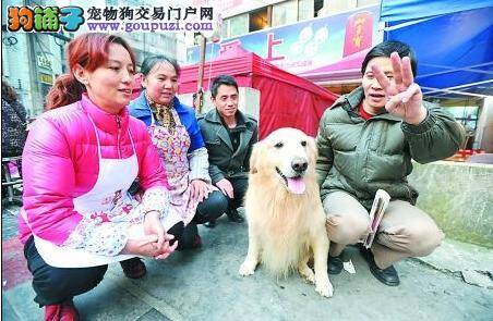 聪明的金毛犬“熊熊”能记住日期