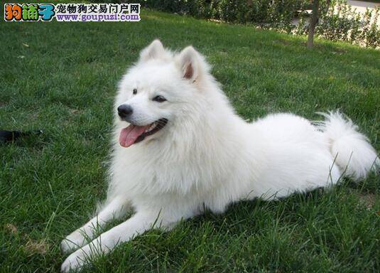 管教萨摩耶需严格 如何纠正萨摩耶扑人的行为