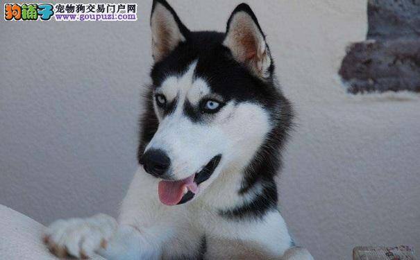 如何判断哈士奇身体出现问题