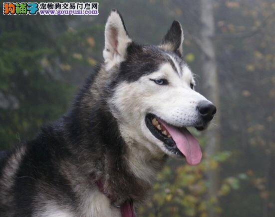 哈士奇雪橇犬讨厌的声音，别让它们影响狗狗心情