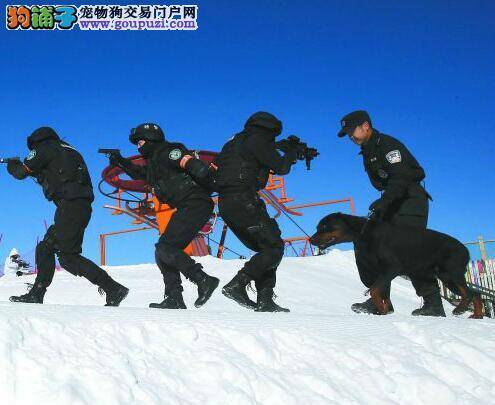 20余只警犬备战第十三届全国冬季运动会