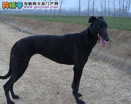 生命在于运动 格力犬外出运动应注意哪些事项