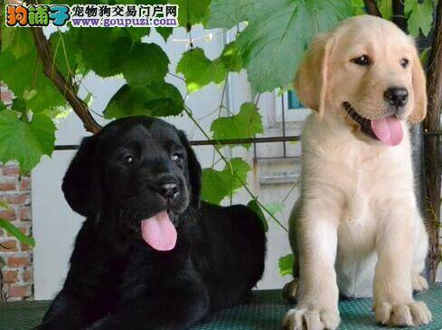 让你感动的拉布拉多犬