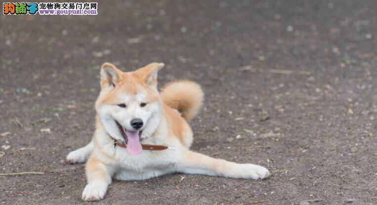 偶遇一只柴犬，然后看到正面后笑喷了网友