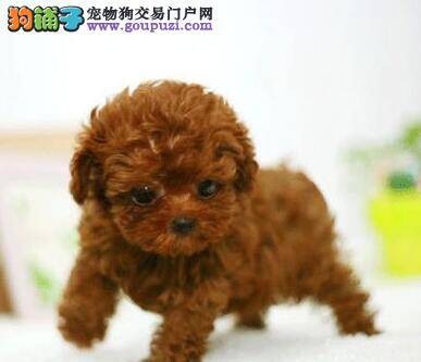 泰迪犬高烧不退，全身无力怎么办