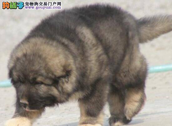 高加索犬咳嗽反复总不好 求特效药医治