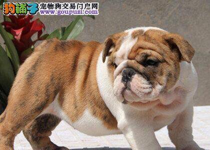 斗牛犬身上长很多红包是什么问题