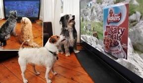 专门为宠物狗制作的广告片，只有狗狗能看懂
