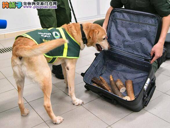 海关检疫犬两秒钟破获走私象牙案