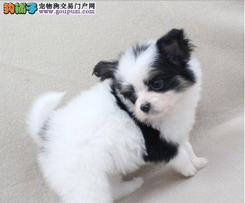 蝴蝶犬身上长红疹是什么原因